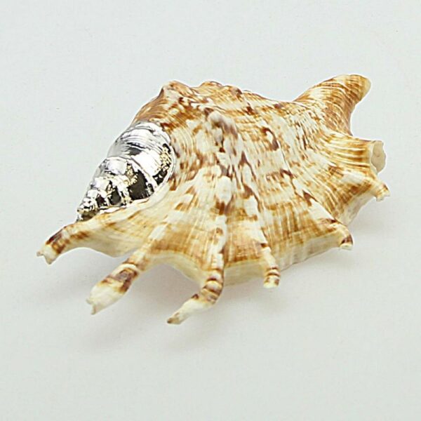 CONCHIGLIA NATURALE ARGENTATA Cm 12x7